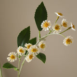 White Chamomile Daisy Flowers