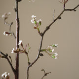 White Cherry Blossom Branch