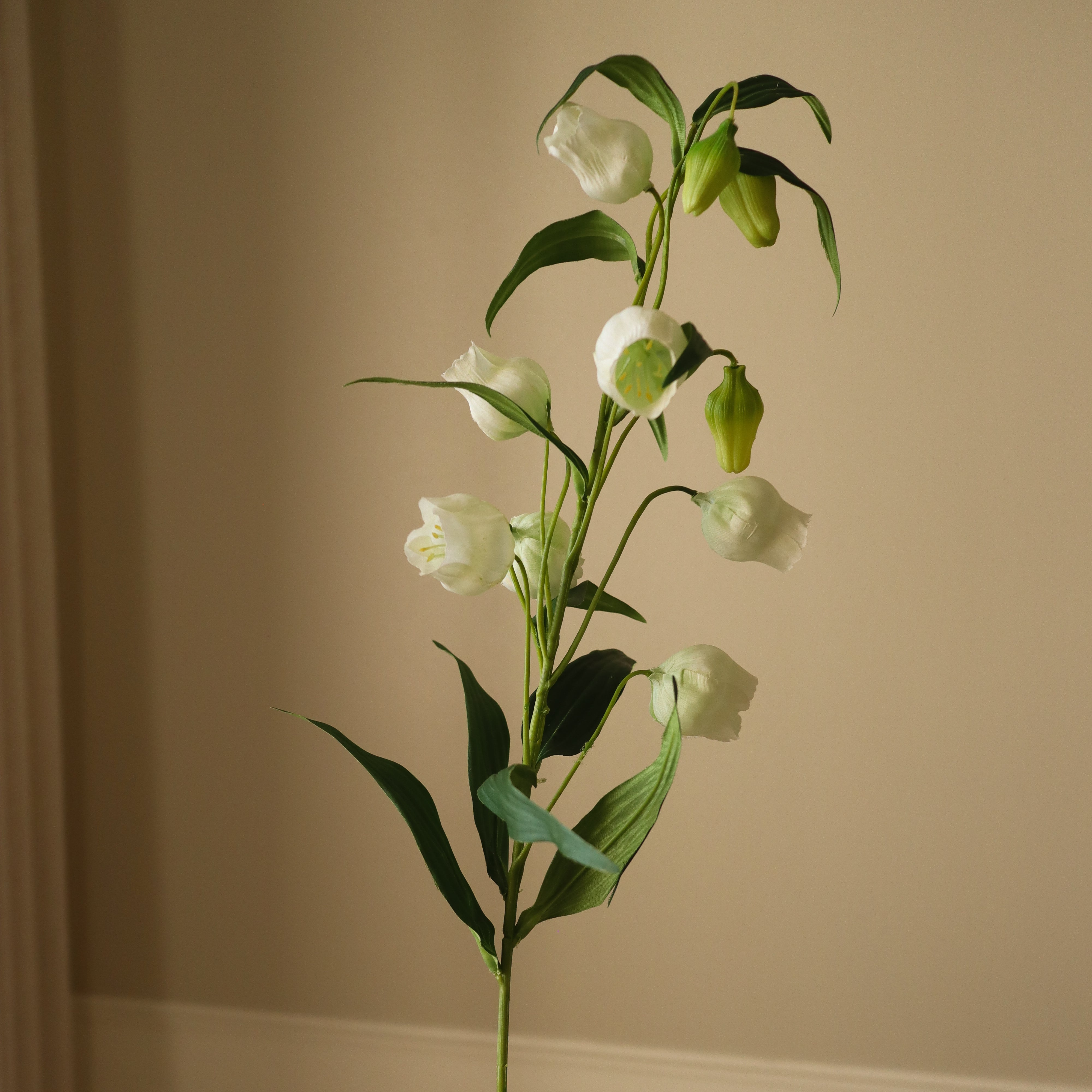 white lily in chinese Shop Chinese Lantern Lily Flowers from Botané