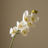 White Cymbidium Orchid Flower