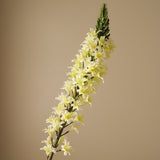 White Eremurus Large Foxtail Lily