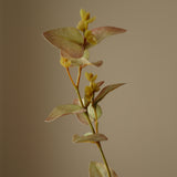 White Eucalyptus Leaves