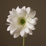 White Gerbera Daisy Flower