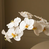 White Large Orchid Flower