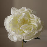 White Large Peony Flower