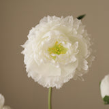 White Peony Flower