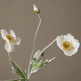 White Poppy Flower