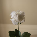 White Premium Longstem Rose