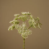 White Queen Anne's Lace Flower