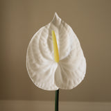 White Small Anthurium Flower