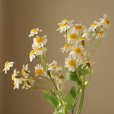 White Small Daisy Flowers