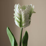 White Small Parrot Tulip Flower