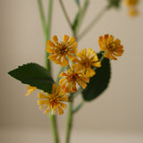 Yellow Chamomile Daisy Flowers