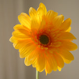 Yellow Gerbera Daisy Flower