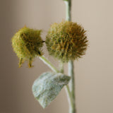 Yellow Globe Thistle Flower