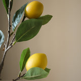 Yellow Lemon Branch