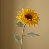 Yellow Pacino Sunflower