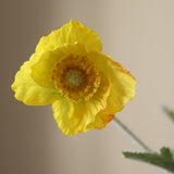 Yellow Poppy Flower