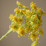 Yellow Queen Anne's Lace Flower