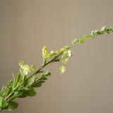 Yellow Wild Flower