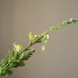 Yellow Wild Flower