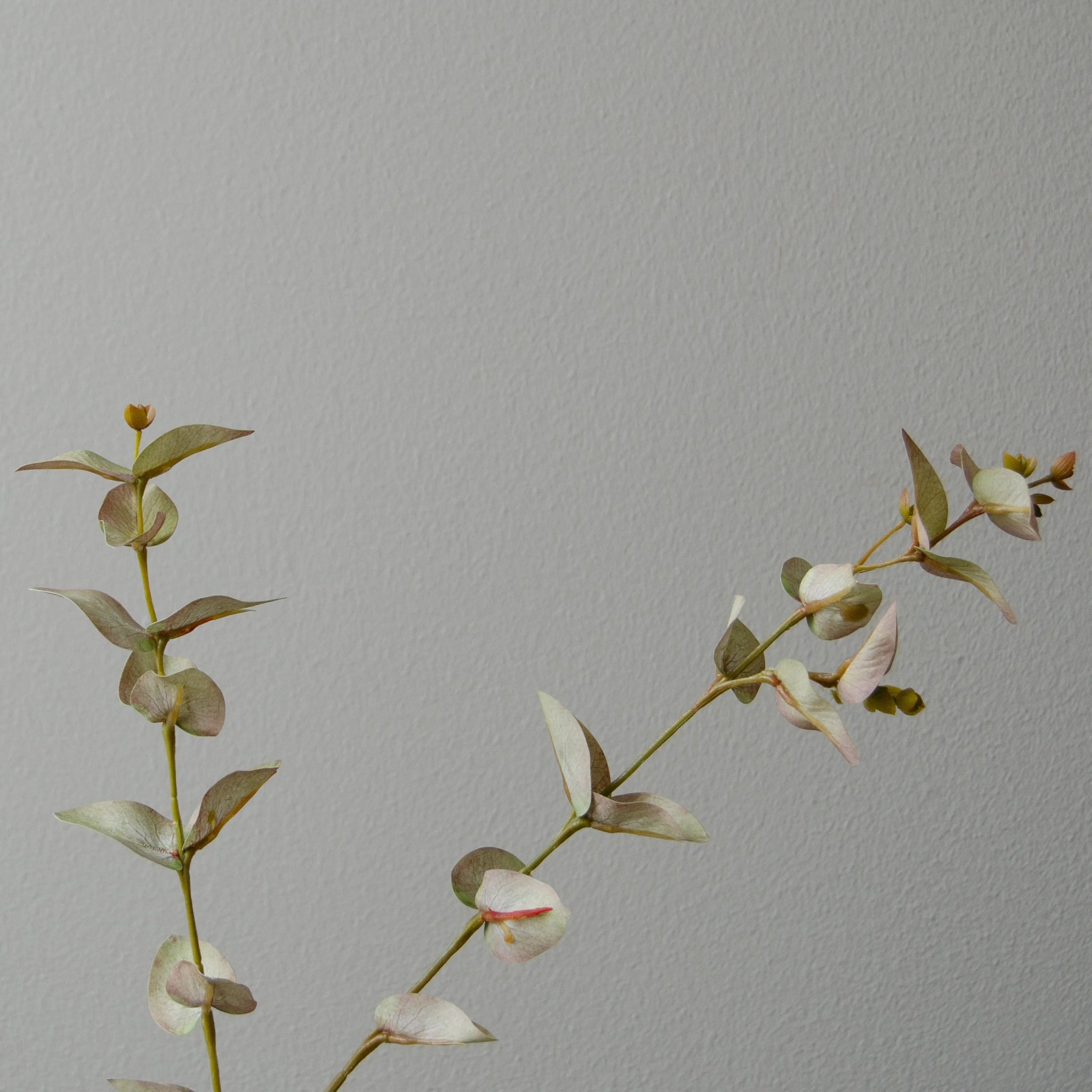 Eucalyptus Leaves in White from Botané