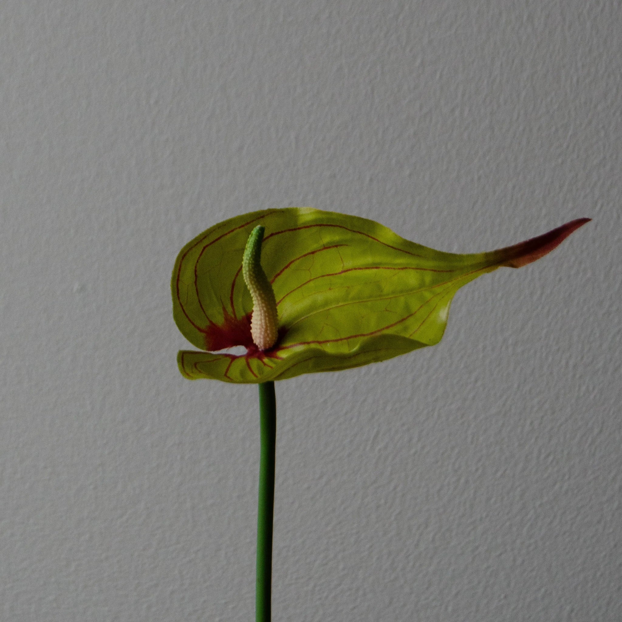 Artificial Flamingo Anthurium Flower from Botané