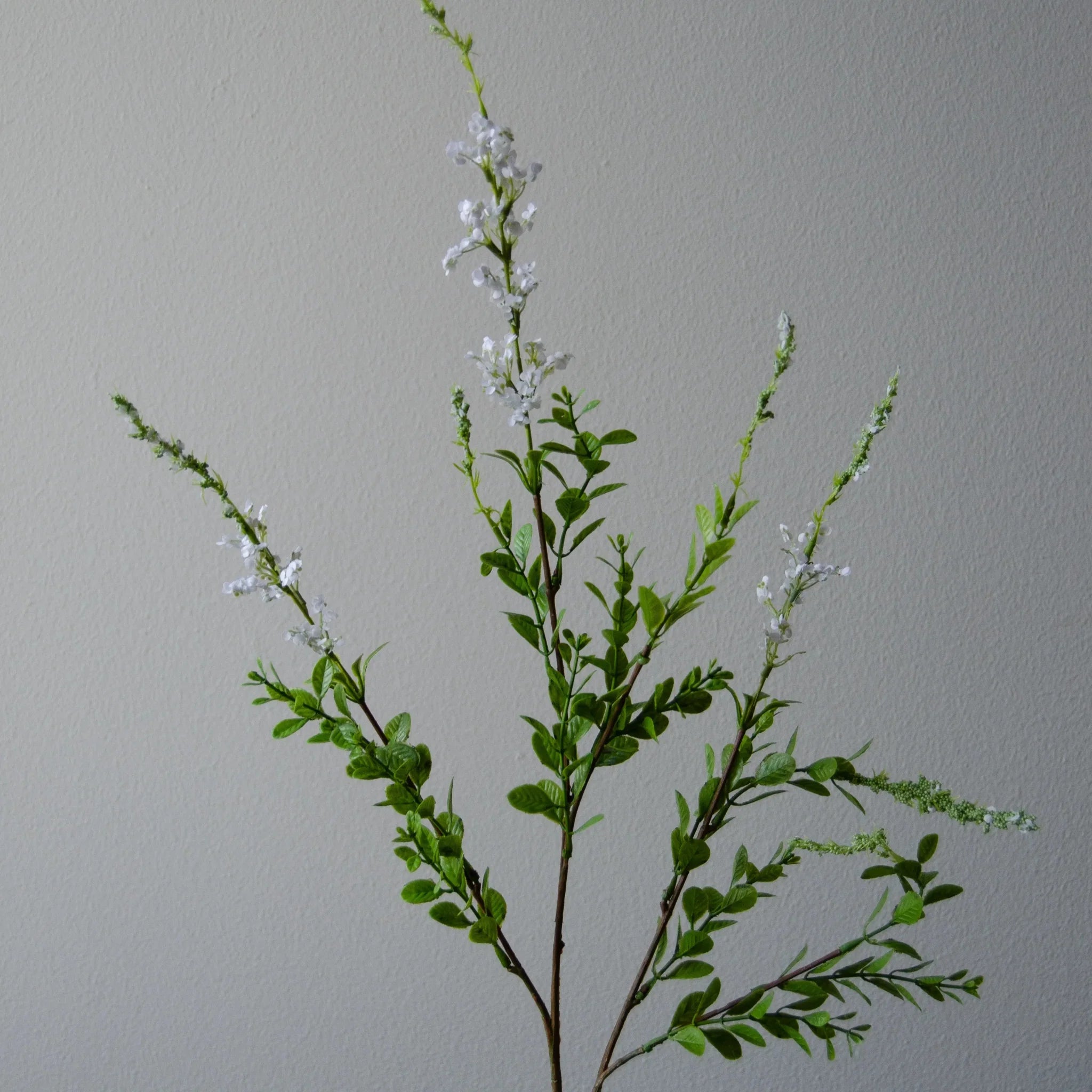 New Arrivals – Botané