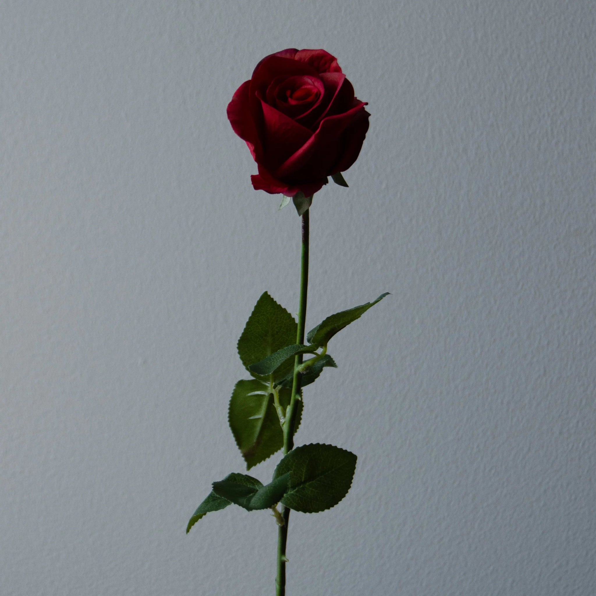 Artificial Premium Longstem Rose from Botané