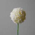 Allium Giganteum in White from Botané