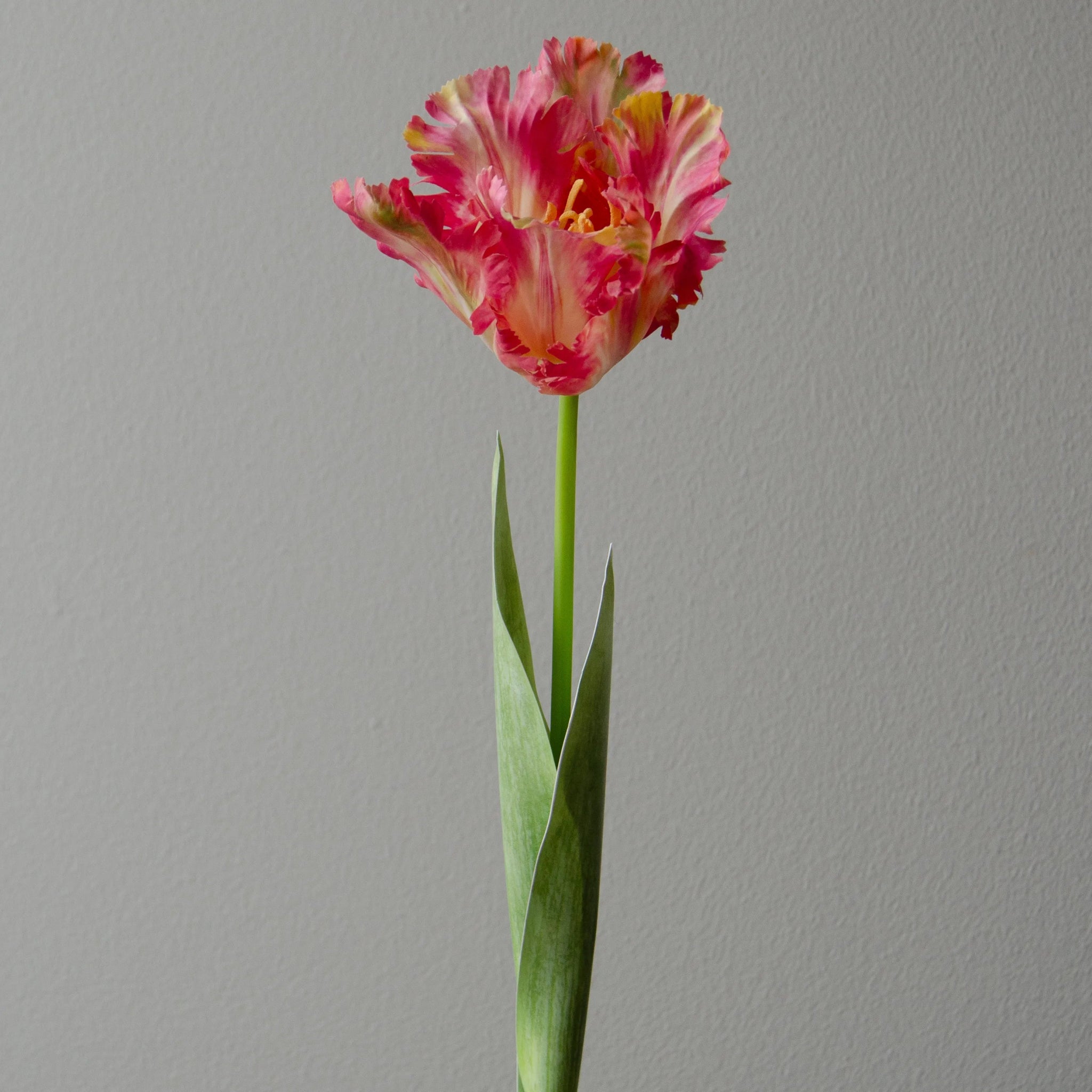 Artificial Parrot Tulip Flower from Botané