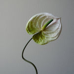 Artificial Anthurium Flower from Botané