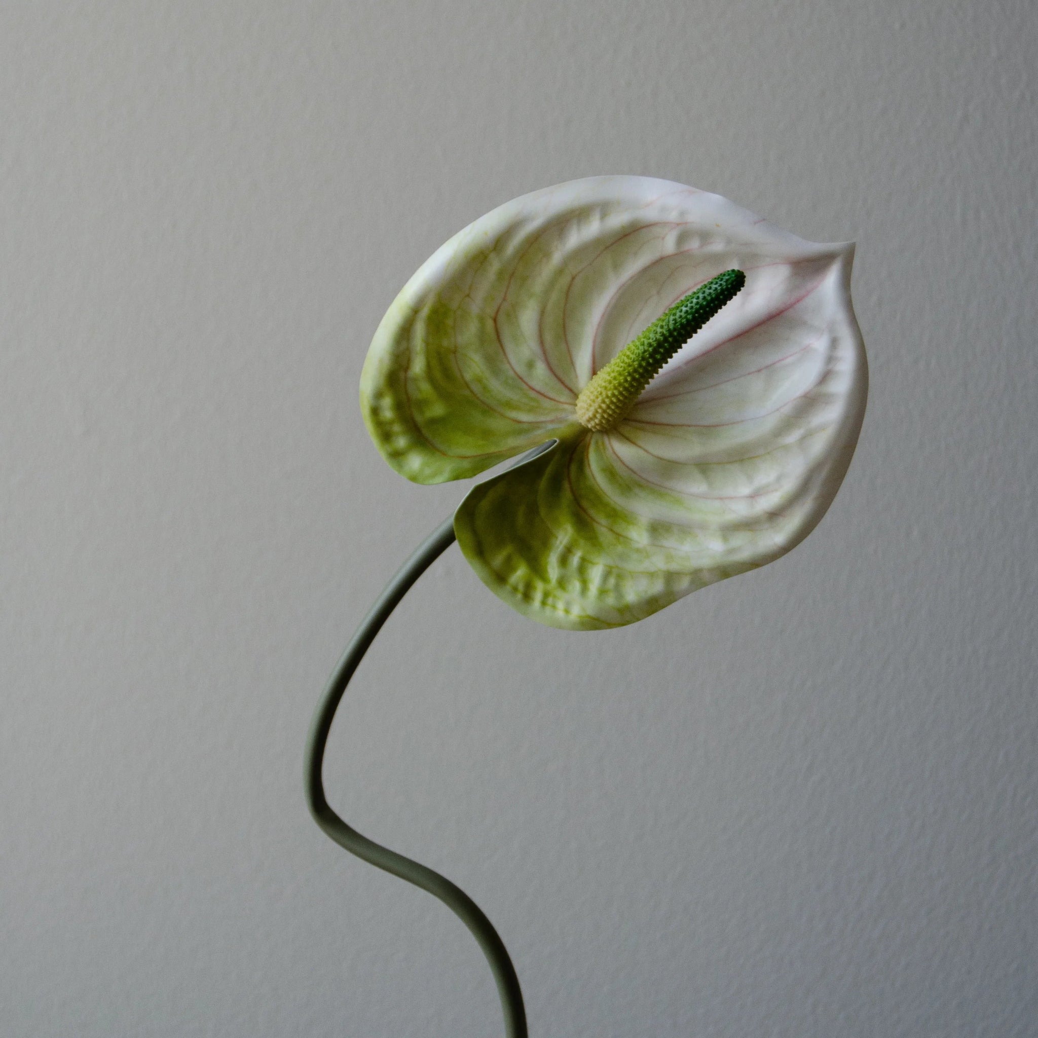 Anthurium Flower in White from Botané