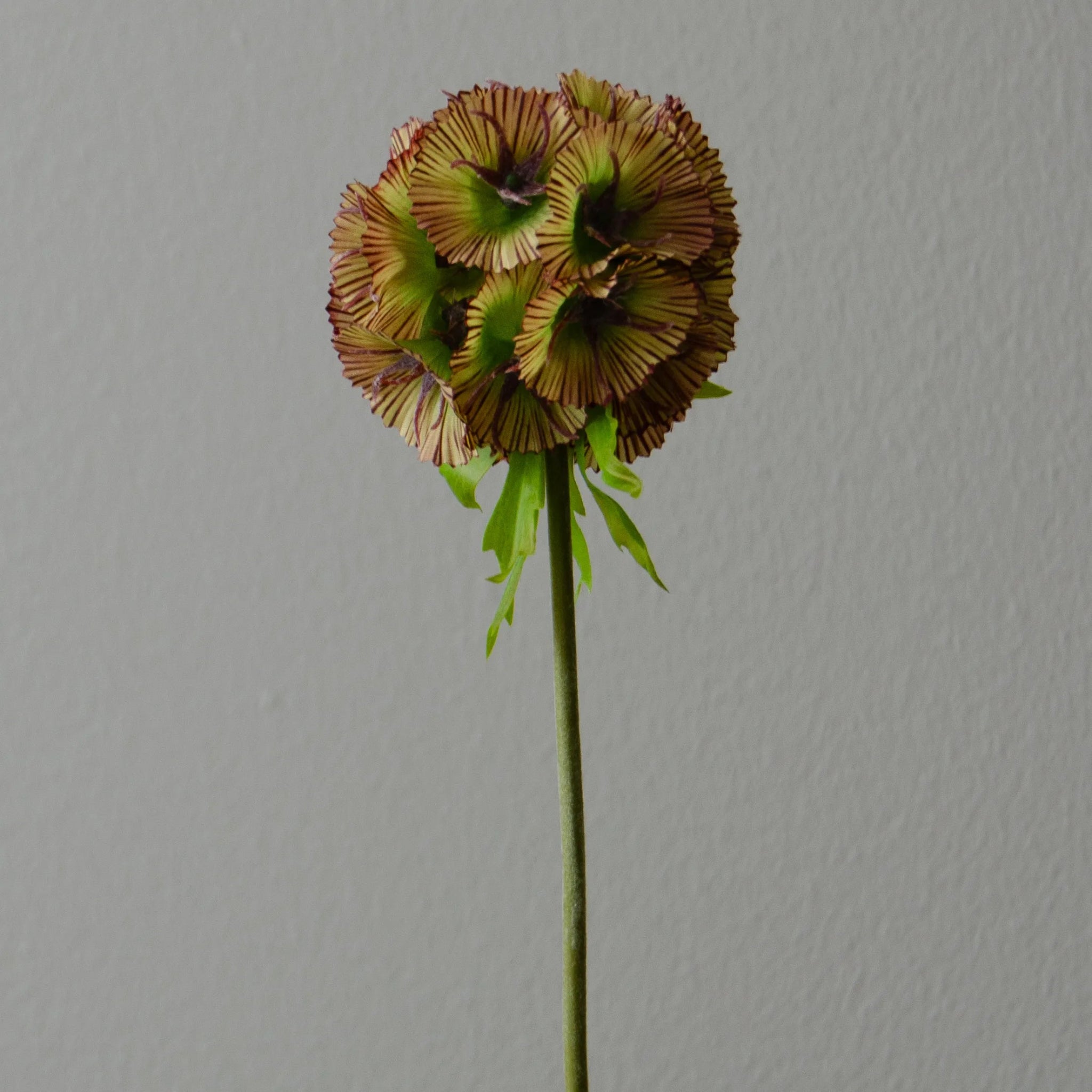 Artificial Scabiosa Seed Pod Flower from Botané