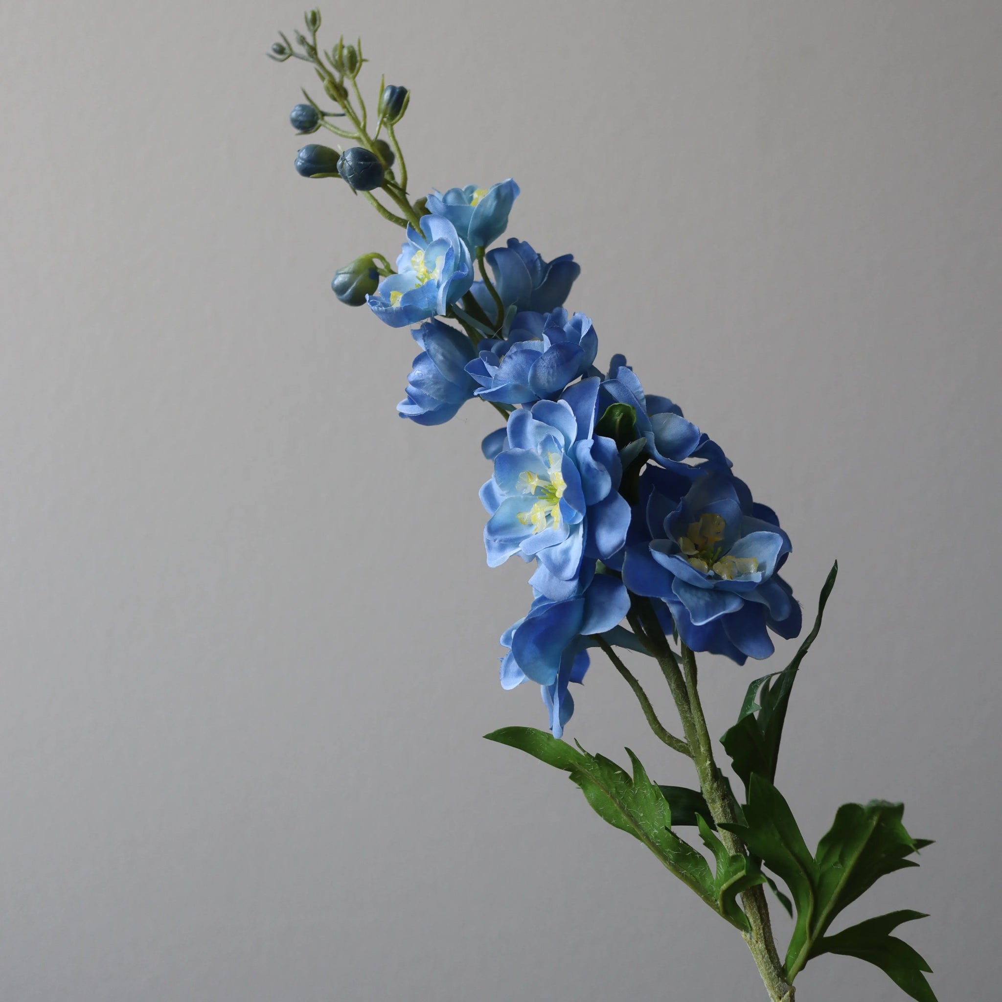 Delphinium Flower in Blue from Botané
