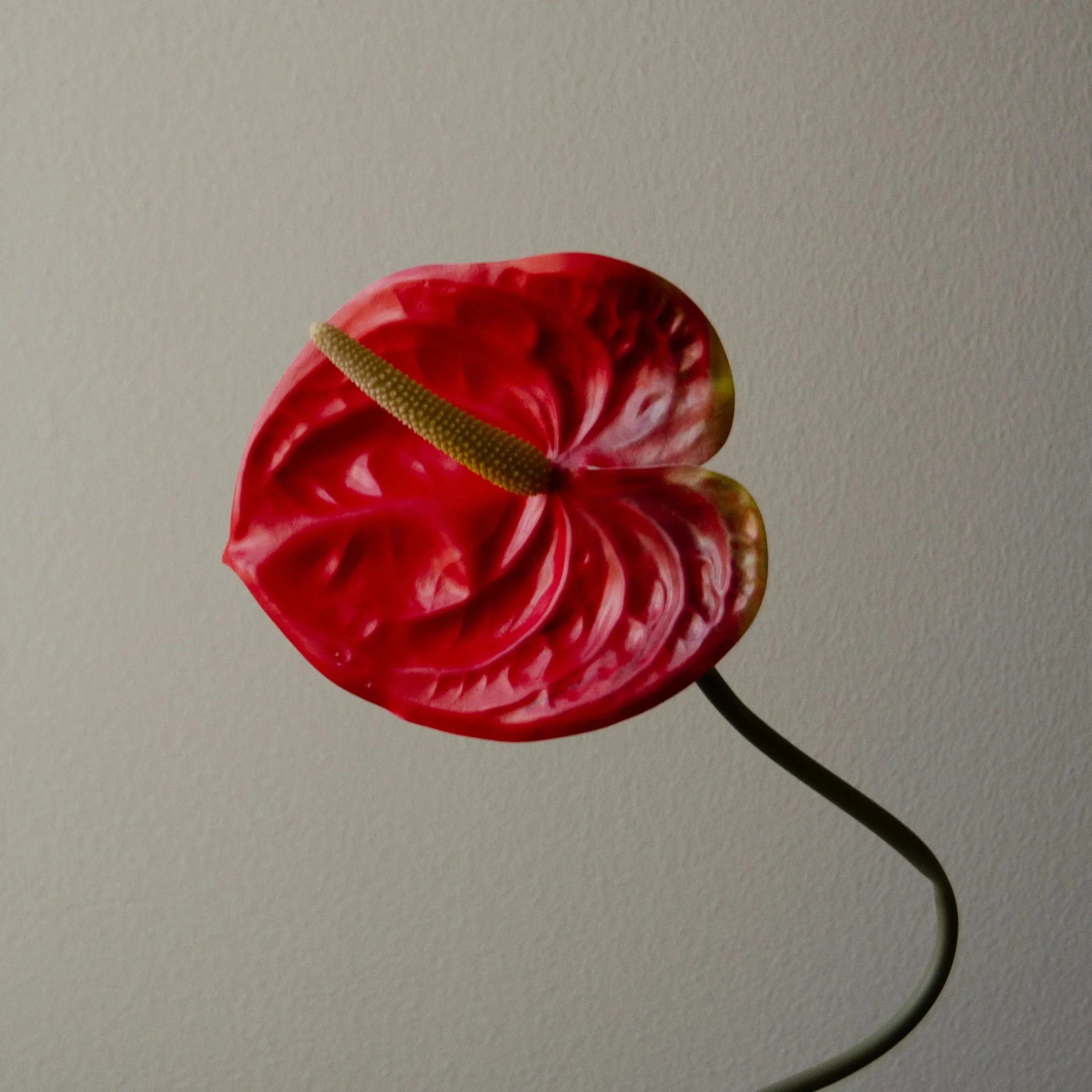 Artificial Anthurium Flower from Botané