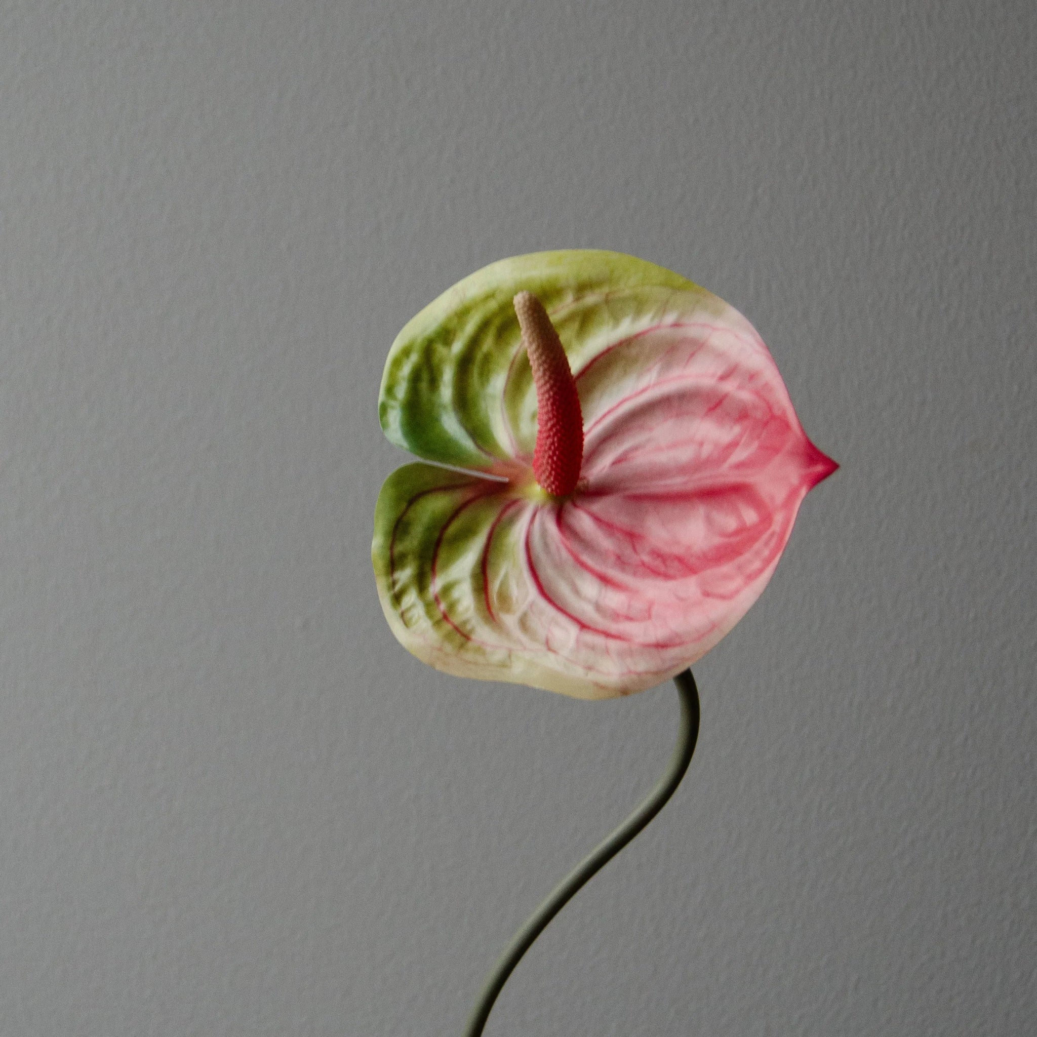 Artificial Anthurium Flower from Botané