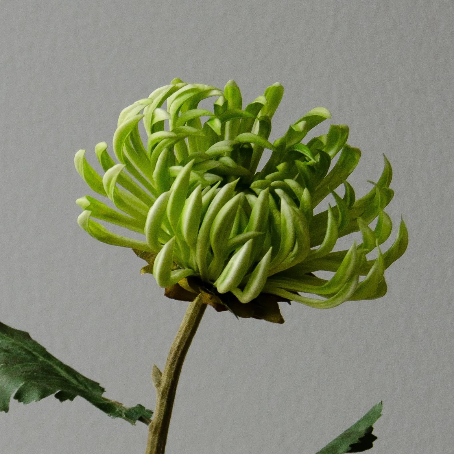Artificial Semi-Cactus Dahlia Flower from Botané