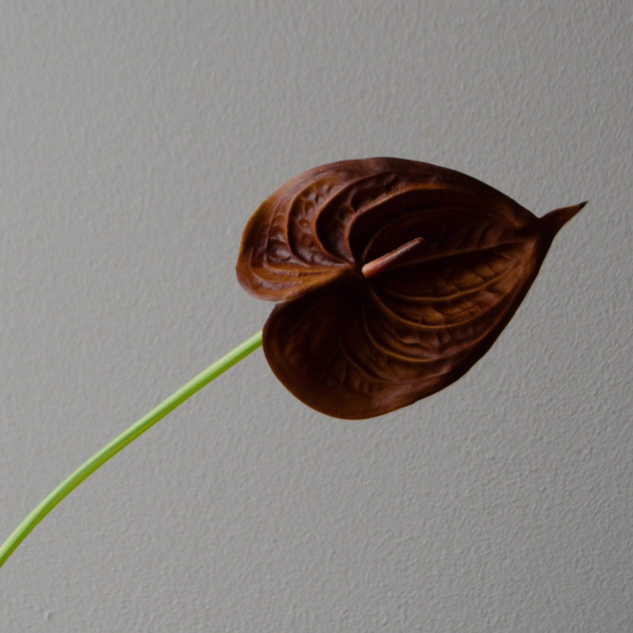 Artificial Small Anthurium Flower from Botané