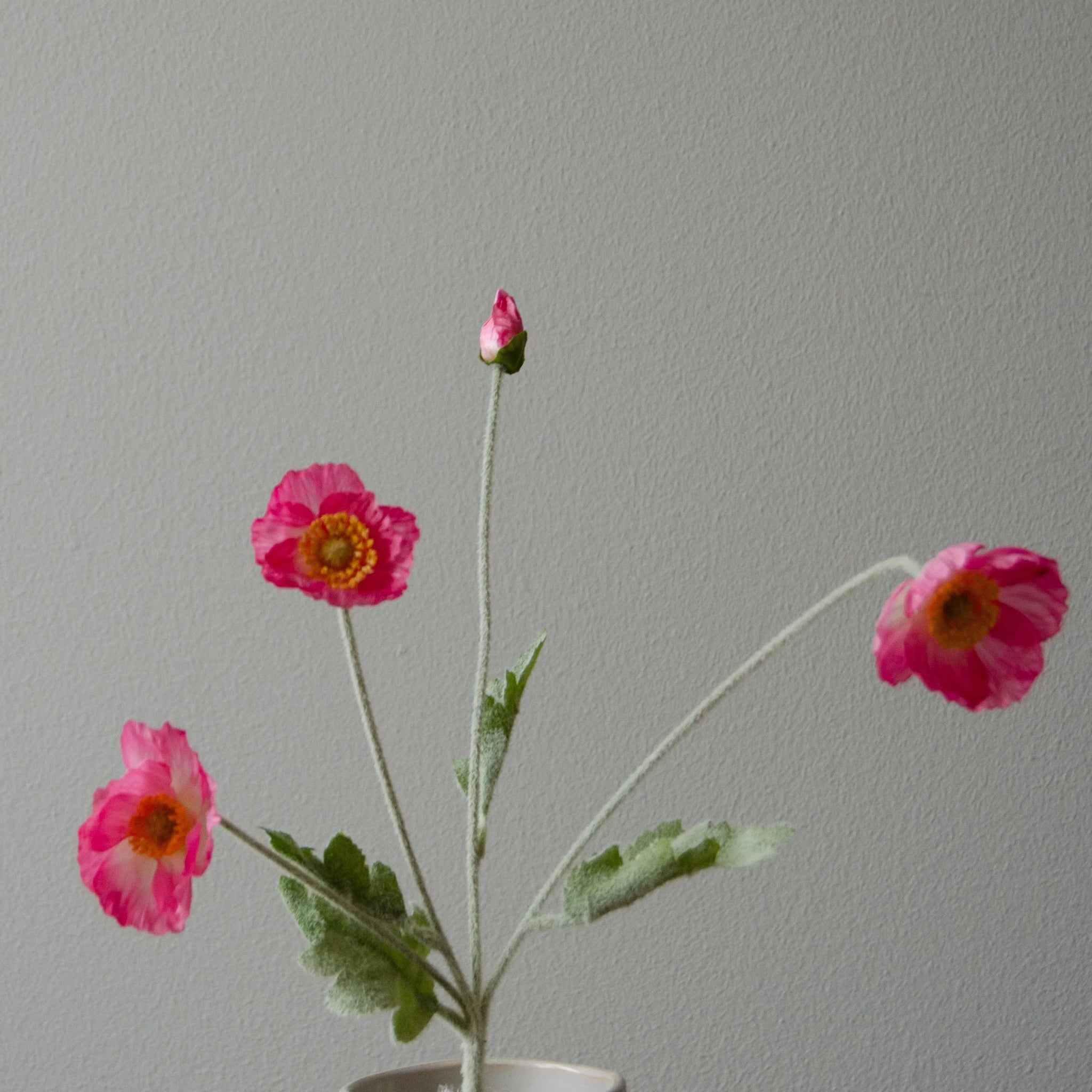 Poppy Flower in Pink from Botané