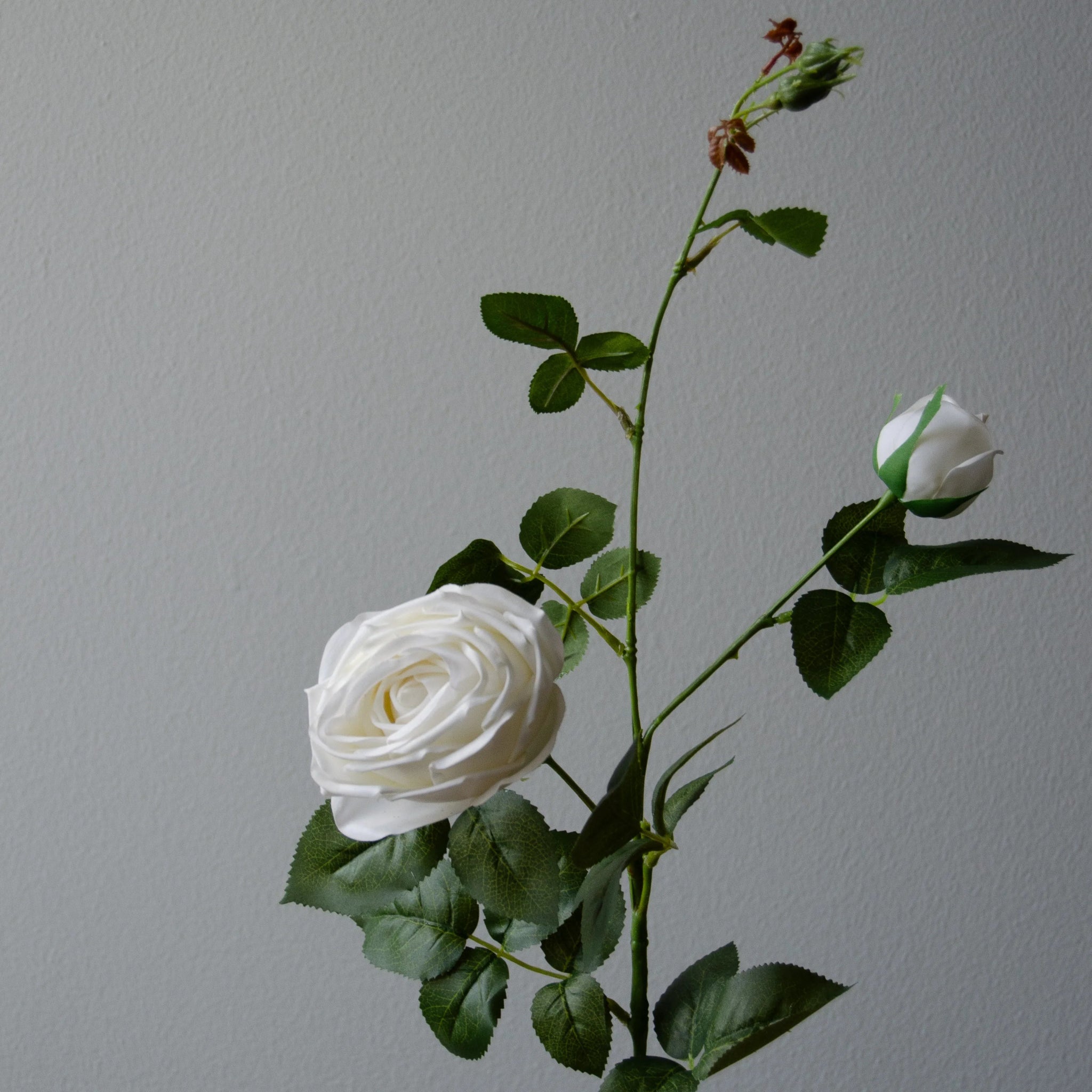 Premium Longstem Spray Roses in White from Botané