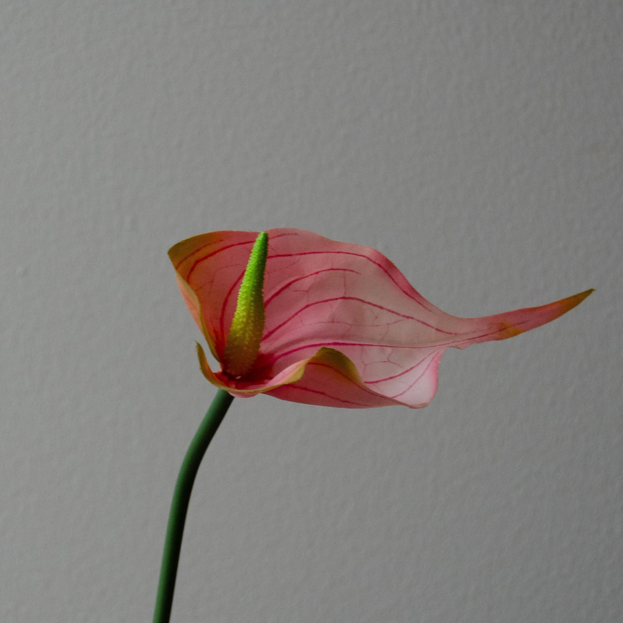 Artificial Flamingo Anthurium Flower from Botané