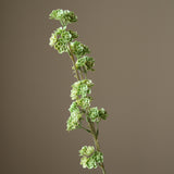 Light Green Succulent Stem