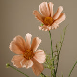 Champagne Cosmo Daisy Flower