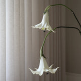 White Datura Stramonium Flower