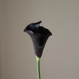 Black Calla Lily Flower