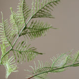 Green Fern Leaves
