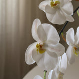 White Large Orchid Flower
