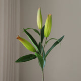 Unopened Lily Flower Bud
