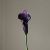 Dark Purple Calla Lily Flower